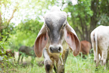 American Brahman cattle in abundant natural farms