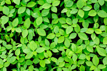 green leaf texture background with warm light