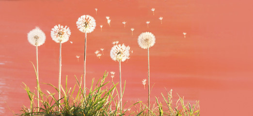 Five dandelions in the grass on a beautiful summer pink background. Flying dandelion seeds. Wind blows dandelion seeds. blowball. Summer background. Copy space - 273090014