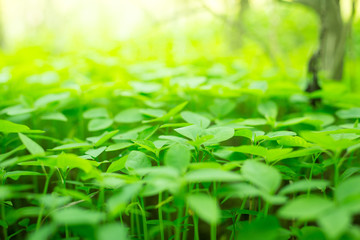 Fototapeta na wymiar green leaf texture background with warm light