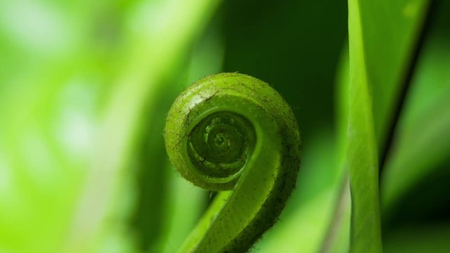 Birds nest fern opening, camera follow spiral up plant