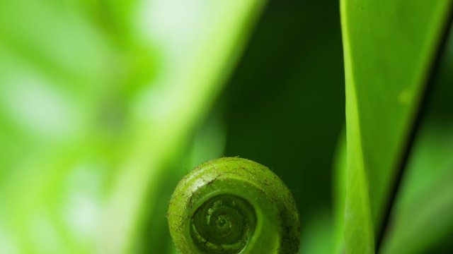Birds nest fern opening, static view,