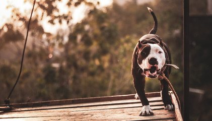 Head on close up of a young pit bull dog brown and white in color, barking fiercely with its ears...