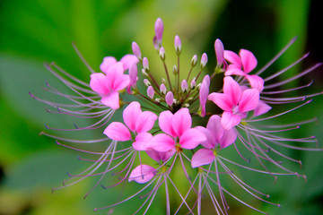 Pequenas flores do jardim.
Small garden flowers.
Pequeñas flores de jardín.