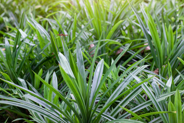 Fototapeta premium Fresh Pandan is a plant that has many benefits, such as herbs, for making food, sweets, beverages and fragrant in the garden with sunlight on nature background.
