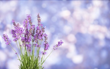 Obraz premium Flower purple lavender on abstract background