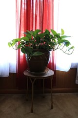 Green Ivy Pot Plant