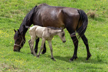 A horse with a small foal on a meadow on a summer day, on a ranch.