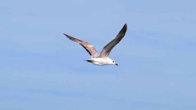 Slow motion close up of a seagull flying with wide wings spread.