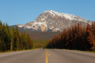 Naklejka premium Tree lined road leading to high mountain