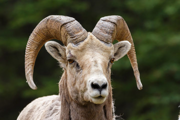 Male Big Horned Sheep Close Up Head Shot