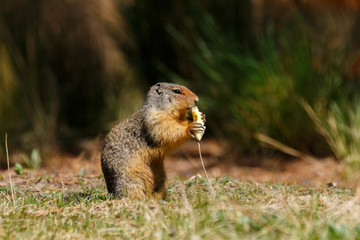Colombian ground squirrel holding and eating food