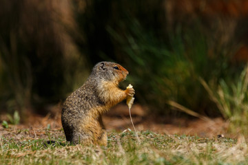 Naklejka na ściany i meble Colombian ground squirrel holding and eating food