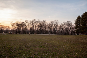 Obraz premium Landscape shot of park, grass field with some trees. Shot during sunset or sunrise.