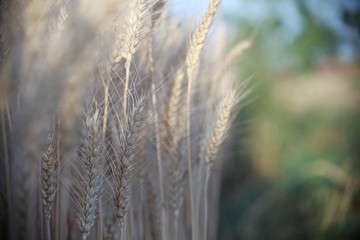 Fototapeta premium living in nature