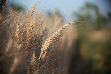 just before harvest