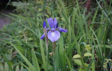 菖蒲の花　dutch iris