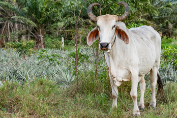 Brahman cow at a cattle farm,Thailand