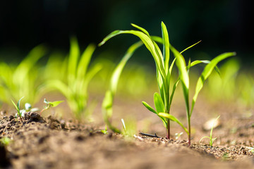 A green sprout in the ground. Closeup photographed.