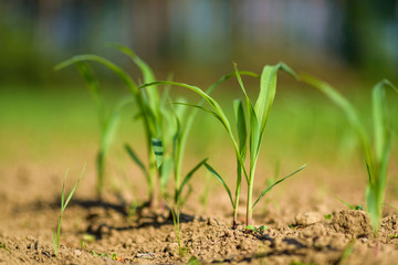 A green sprout in the ground. Closeup photographed.
