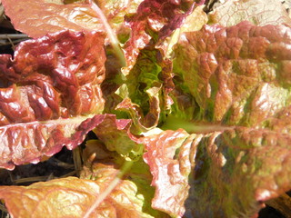  lettuce grows on the garden