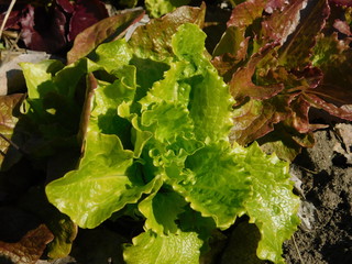  lettuce grows on the garden
