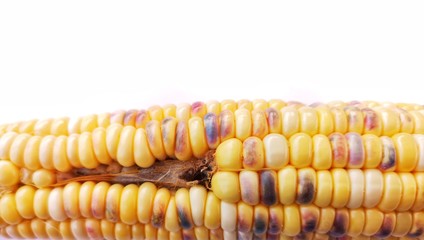 White, yellow and purple kernel of Corn or Maize.