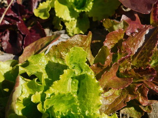  lettuce grows on the garden
