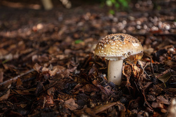 brown fly agaric stands in the forest and is surrounded by brown leaves
