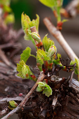 sprout of grapes