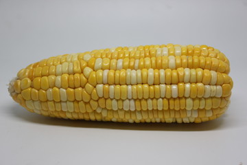 White and yellow Maize kernel.