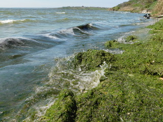  seaweed on the river beach