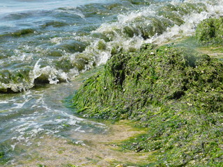  seaweed on the river beach