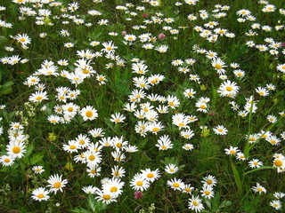 Lots of white chamomile flowers on green background.