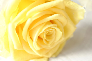 薔薇　バラ　ばら　黄色　黄色いバラ　自然　花　初夏