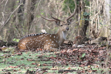 male axis deer resting on ground .