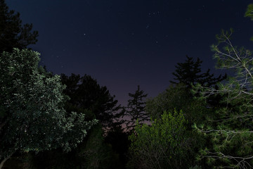 Night  forest in the light of the moon near the village of Hanita in northern Israel