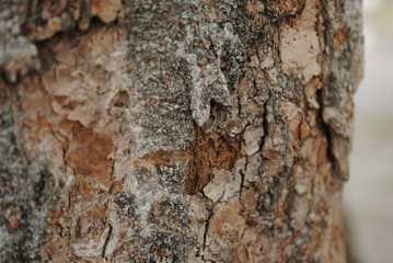 大木　木の皮　木　自然　茶色