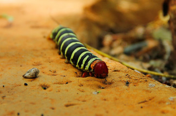 A huge caterpillar pseudosphinx tetrio with a velvety black and green striped body, a orange tail...