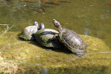 Fototapeta premium Turtles Mating