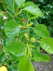 Ripening of mulberry fruits in spring.