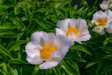 white peony flower