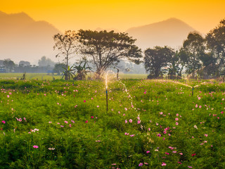 Cosmos pink flowers are blooming in the garden. With bamboo pathways In front of the high mountains in northern Thailand At the time of the sun rising in the morning with fog