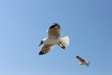 seagull in flight