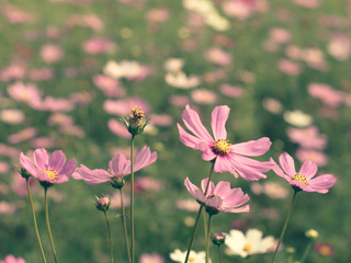 Pink Cosmos flowers blooming in the garden.shallow focus effect.vintage tone.