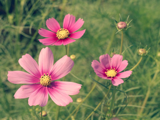 Obraz premium Pink Cosmos flowers blooming in the garden.shallow focus effect.vintage tone.