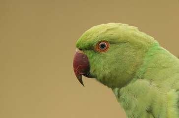 A pretty head shot of a ring-necked, or rose-ringed Parakeet. It is the UK's most abundant naturalised parrot.