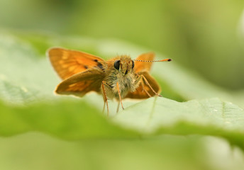 A pretty Large Skipper Butterfly, Ochlodes sylvanus, perched on a  leaf.
