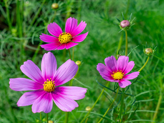 Fototapeta premium Pink Cosmos flowers blooming in the garden.shallow focus effect.
