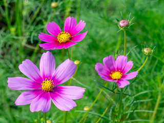 Obraz premium Pink Cosmos flowers blooming in the garden.shallow focus effect.